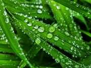 22nd May 2025 - Droplets