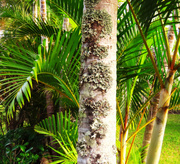 23rd May 2025 - Palm Trees & Lichen ~