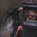 European Starling