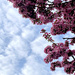 another day, another sky, another tree