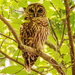 Barred Owl!