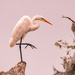 Egret Getting Ready for a Scratch!