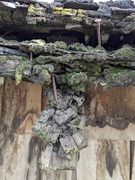 22nd May 2025 - moss takes over asphalt roof shingles 