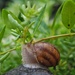 Snail