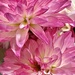 Garden Dahlia