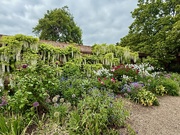 22nd May 2025 - Wisteria Wall