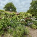 Wisteria Wall