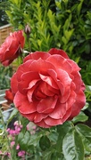 22nd May 2025 - Rose 'hot chocolate'