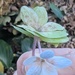 Last flowers