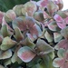 Last hint of colour