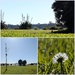 Grass