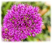23rd May 2025 - Allium