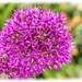 Allium