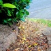 Dry Grass -- No Mow day 23
