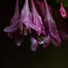 Weigela with droplet by darchibald
