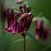 Columbine