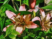 23rd May 2025 - Pink Lilies