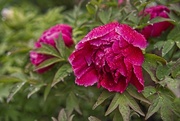 23rd May 2025 - Drooping Red Peony