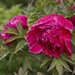 Drooping Red Peony