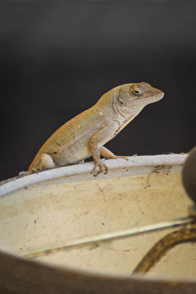 Perched lizard  by frodob