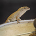 Perched lizard 