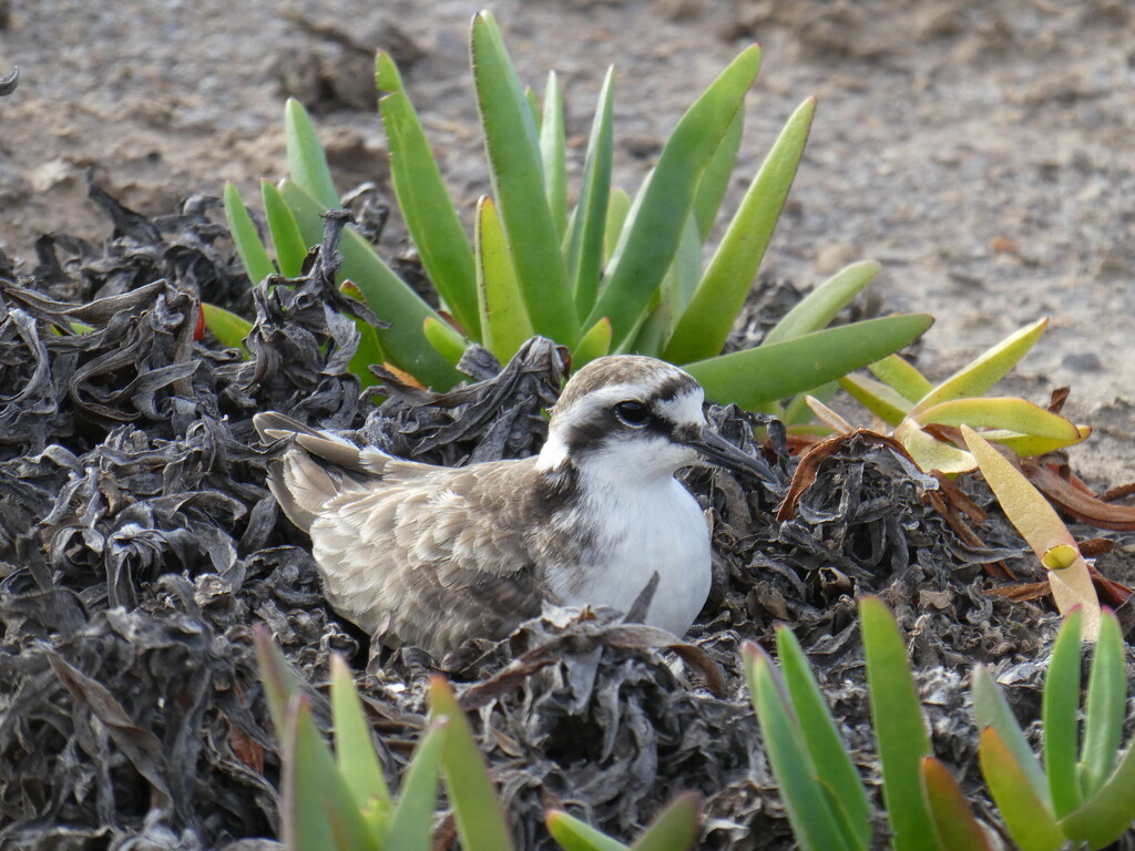Nesting Wirebird by cmp