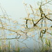 Lagoon reflections~~~~~