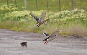 22nd May 2025 - Ducks Aloft...
