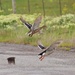 Ducks Aloft...