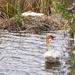 Nesting Swan And Its Mate 