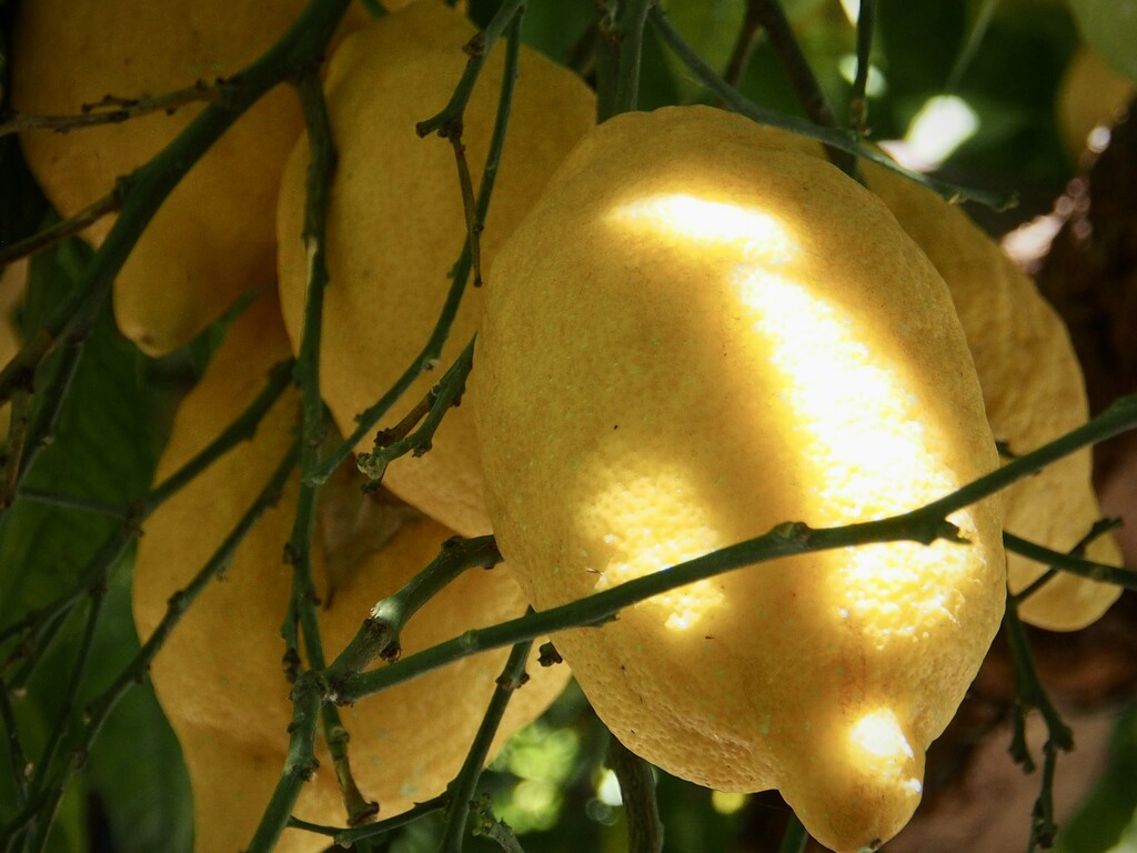 Lemons on the Amalfi coast by matsonnestam