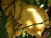 23rd May 2025 - Lemons on the Amalfi coast