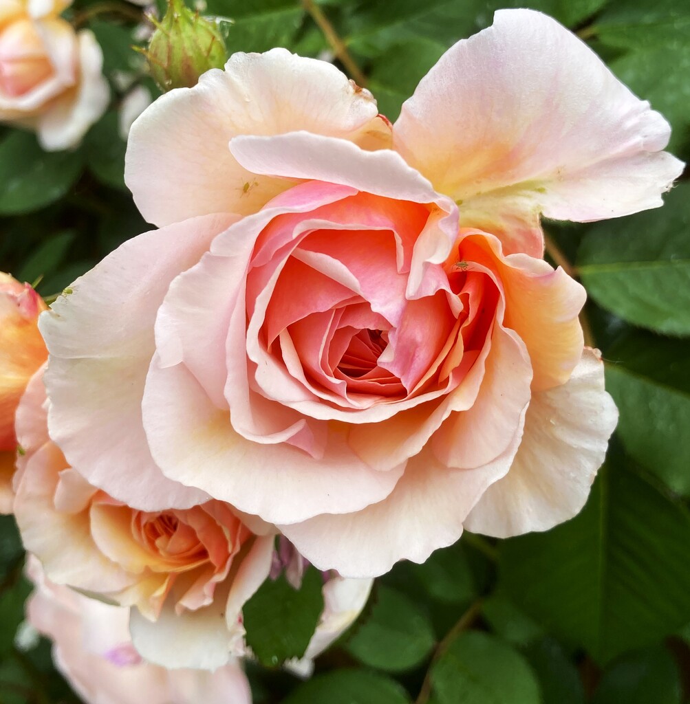 What a beauty! by 365anne