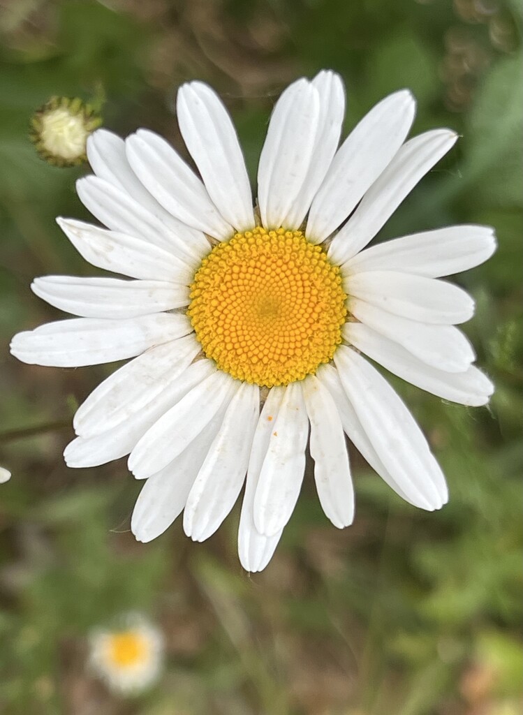 Oxeye Daisy by tinley23