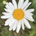 Oxeye Daisy