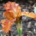 Bearded Iris