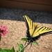 Two Tailed Swallowtail 