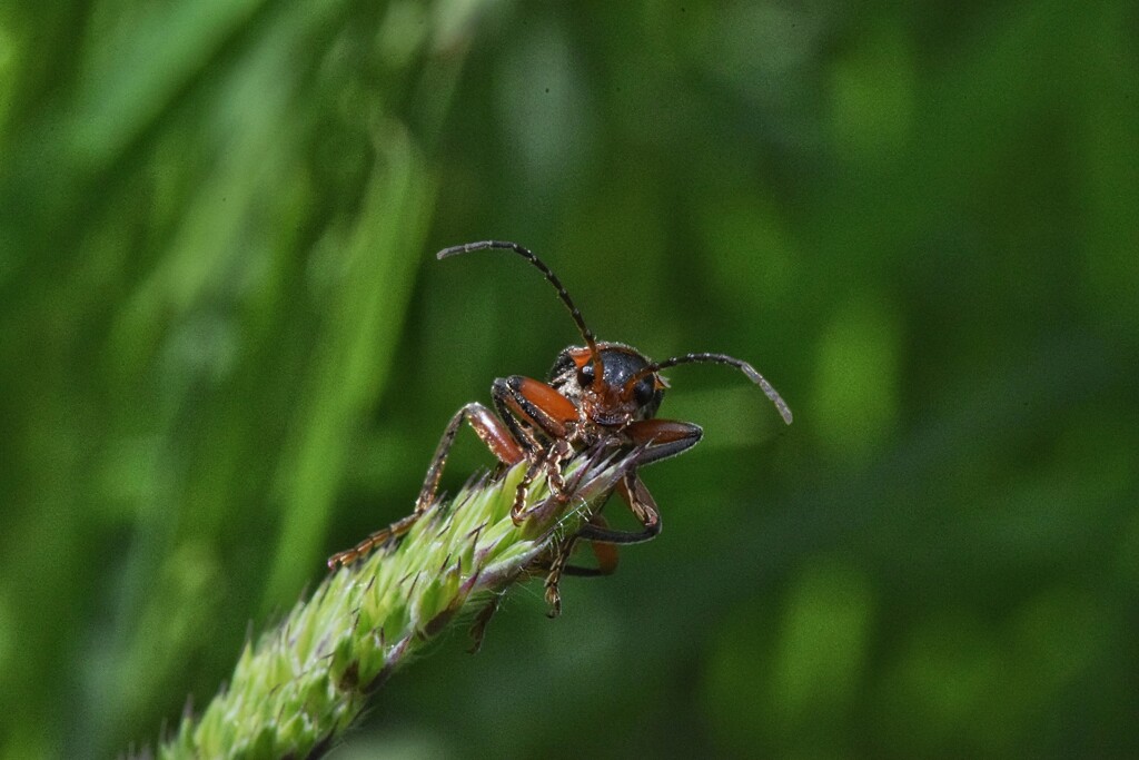 Beetle by dragey74