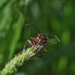 Beetle