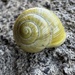 Yellow Garden Snail by thistle_01