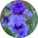 Deep Blue by shutterbug49