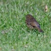 One of the young robins  by rosiekind
