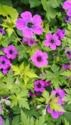 23rd May 2025 - Cranesbill