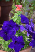 21st May 2025 - petunia
