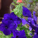 petunia