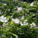 Rosa Canina