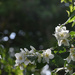 Philadelphus