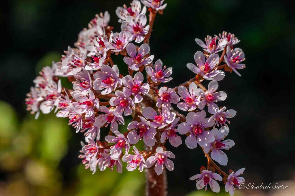 Pink flowers by elisasaeter