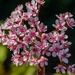 Pink flowers