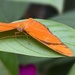 Banded Orange Butterfly Ready for Flight  by marylandgirl58